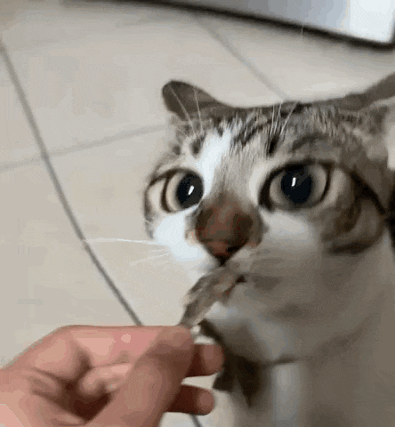 a close up of a person feeding a cat a piece of food .
