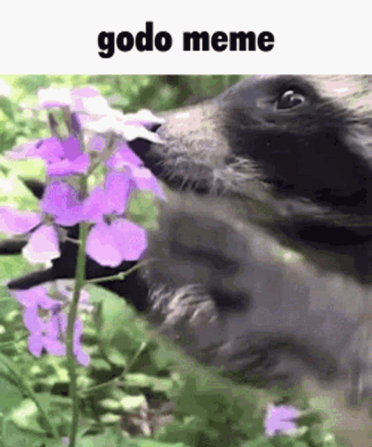 Godo Meme Godo GIF - Godo Meme Godo Meme GIFs