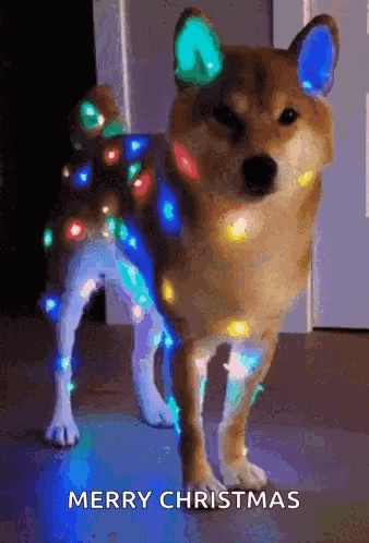 a dog is dressed in christmas lights and is standing in a room .