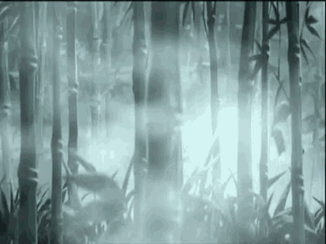 a bamboo forest with fog coming out of the trees and leaves .