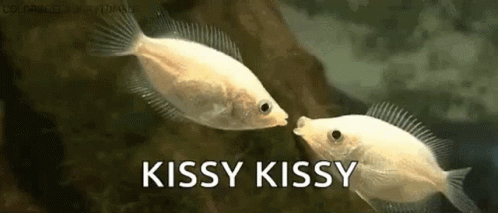 Kisses Fish GIF - Kisses Fish Sweet GIFs