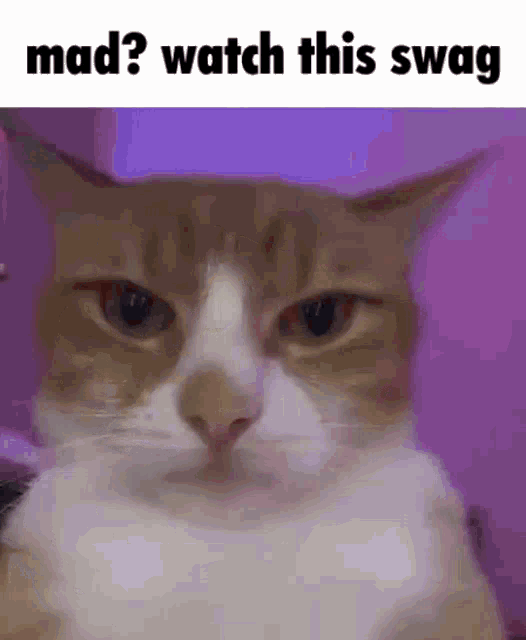 a brown and white cat is wearing a hat and making a funny face .
