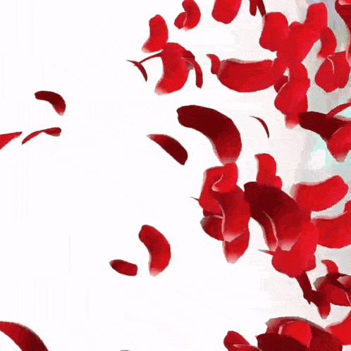 a bunch of red petals falling on a white surface