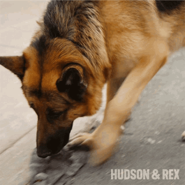 Sniffing Rex GIF - Sniffing Rex Hudson And Rex GIFs