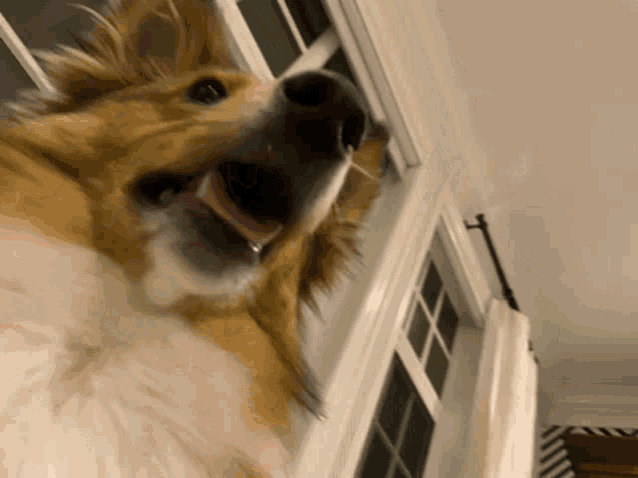 a dog is looking out a window with its mouth open .