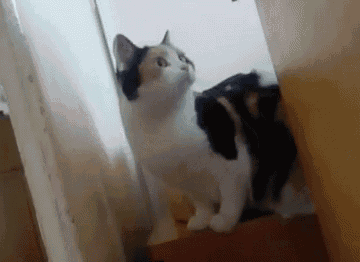 a calico cat is sitting on a set of stairs looking up at the camera .
