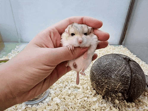 a person is holding a small hamster in their hands