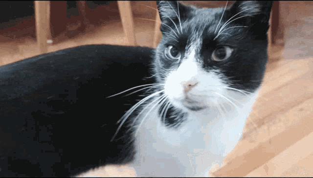a black and white cat standing on a wooden floor looking at the camera