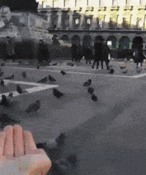 a hand is reaching out towards a flock of pigeons on a street