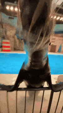 a dolphin 's head is sticking out of a fence in front of a pool .
