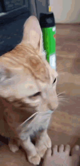 a close up of a cat playing with a person 's foot