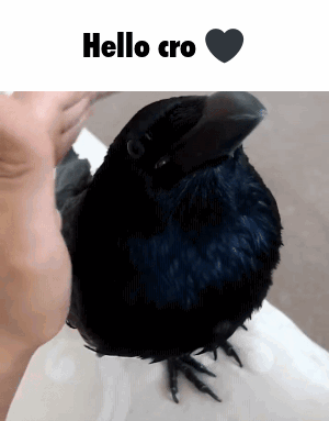 Hello Cro Crow GIF