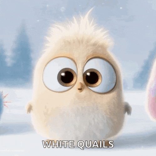 a cartoon owl with big eyes and the words white quails below it