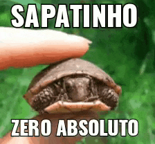 a person is holding a small turtle with the words sapatinho zero absoluto on it .