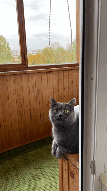 a gray cat with yellow eyes is sitting on a wooden box in front of a window