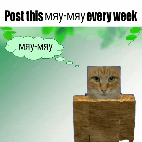 a cat in a box with the words post this may-may every week above it