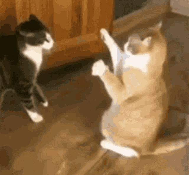 Are You Alive Cat GIF