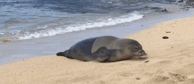 Moving Seal Seal GIF - Moving Seal Seal Workout GIFs