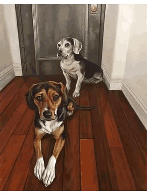 two dogs are sitting on a wooden floor in a hallway .