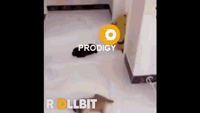 a dog is walking on a white floor with the word prodigy on it