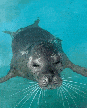 Seal Nodding Head GIF - Seal Nodding Head Yes GIFs