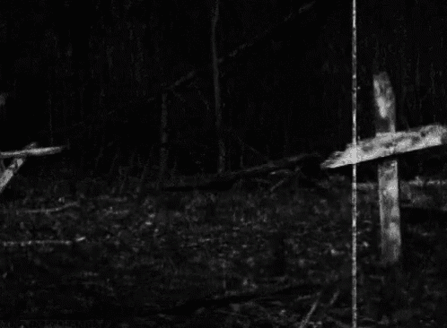 a black and white photo of a wooden cross in a dark forest .