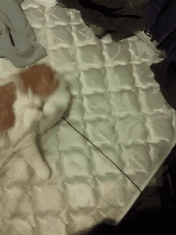 a brown and white cat laying on a white mattress