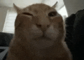 a close up of a cat looking at the camera .