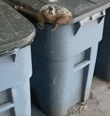 a raccoon laying on top of a garbage can