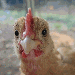 a close up of a chicken 's face with a red crest