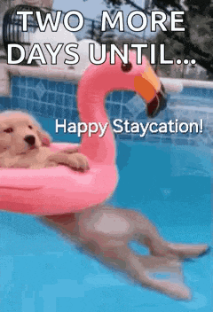 a puppy is floating on a pink flamingo float in a pool .