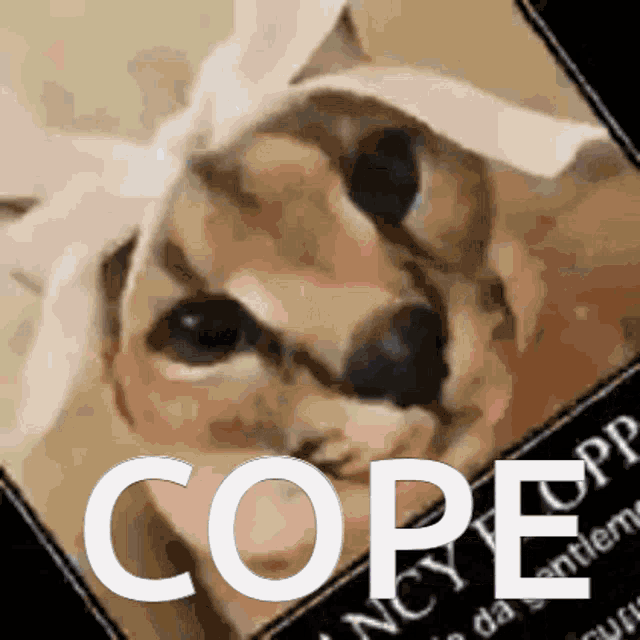 Cope Lcs GIF - Cope Lcs Geepa GIFs