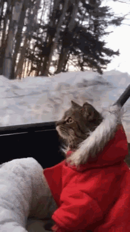 Cats Funny Animals GIF - Cats Funny Animals Cute GIFs