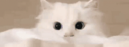 Neko White Meow Cat GIF - Neko White Meow Cat Cat GIFs