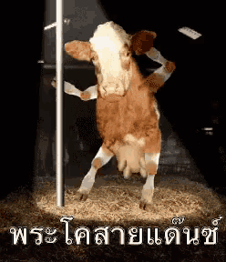 a brown and white cow is standing on its hind legs in a cage with a pole