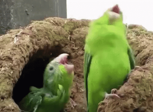 Parrot Party GIF - Parrot Party Sing GIFs