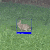 a rabbit is in a blue square in a field of grass .