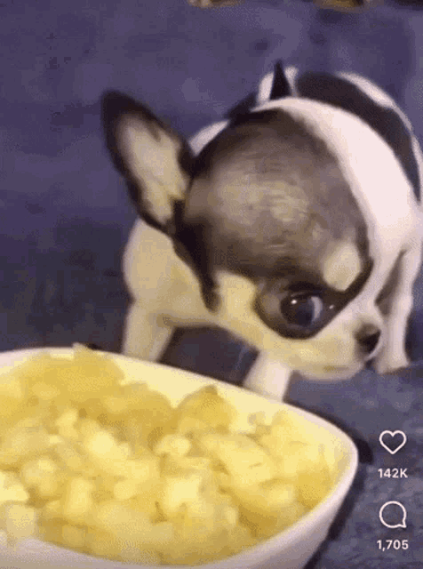 a small black and white chihuahua is looking at a bowl of food
