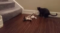 Cat Playing GIF - Cat Playing Goofing Around GIFs