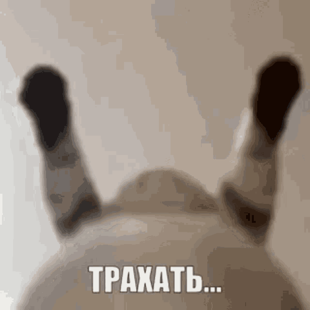 a blurred image of a cat laying on its back with the words tpaxatb in white letters .