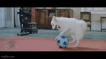 a white dog is playing with a blue soccer ball on a red rug .
