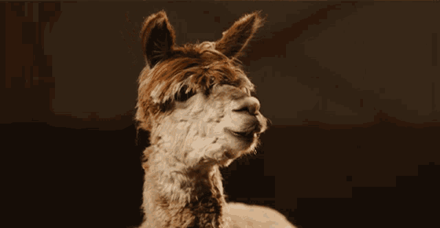 a close up of a llama 's face with a dark background