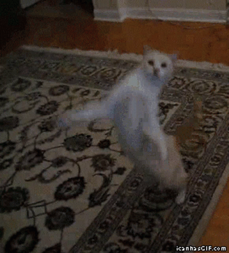 Cat Dancing GIF - Cat Dancing Dance Move GIFs