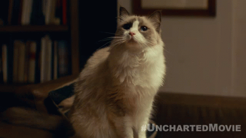 Innocent Face Uncharted GIF - Innocent Face Uncharted Take Me GIFs