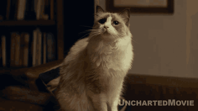 a cat is sitting on a couch in an uncharted movie
