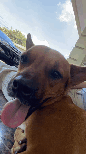 a brown dog with its tongue hanging out is laying on a person 's lap with a license plate that says j 295