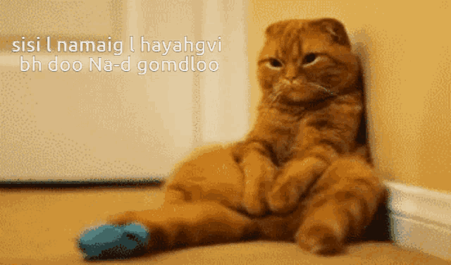 a cat sitting on the floor with the words sisi i namaig i hayahgvi bh doo na-d gomdloo