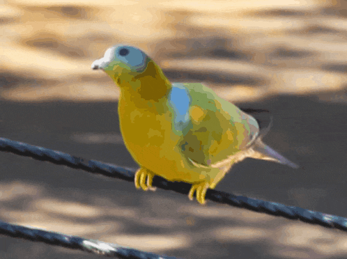 a yellow and blue bird perched on a rope