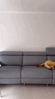 a stuffed lion is laying on a grey leather couch .