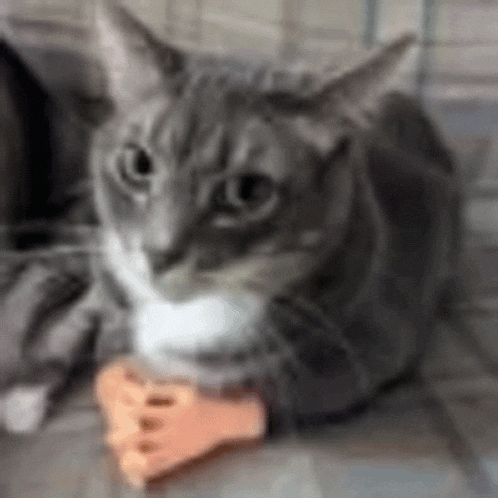 a gray and white cat is laying on a couch with a toy in its mouth .
